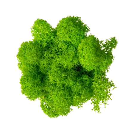 Финландски Еленски мъх - лишей