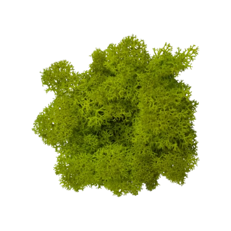 Норвежки Еленски мъх - лишей