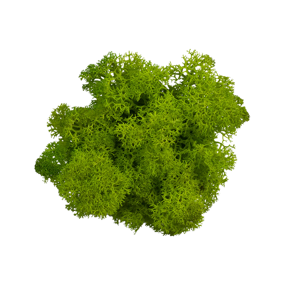 Скандинавски мъх, цвят Светло тревно зелен, Норвегия