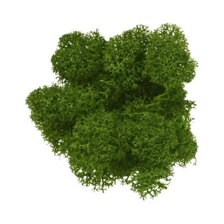 Еленски мъх – лишей от Северна Европа