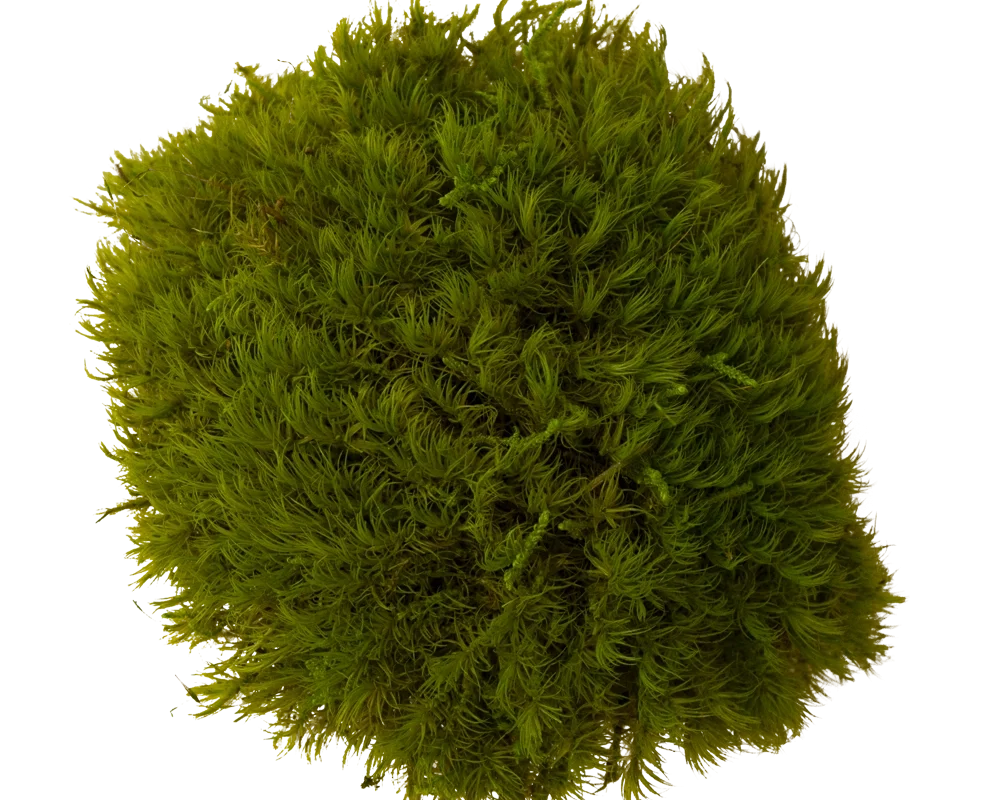 Сенилен мъх